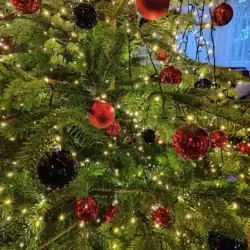 sapin 2025